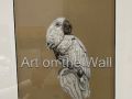 w   Parrot on Hand   Dennis Oscarson  Charcoal   90.00